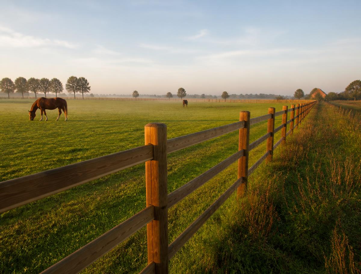 Landelijke houten weideomheining langs een grasland met paarden bij ochtendlicht
